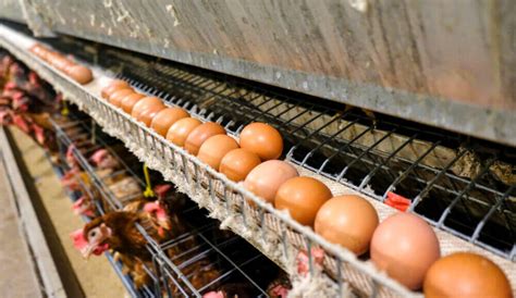 egg singapore ppc company|Poultry and Egg Production Companies in Singapore.